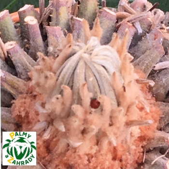 Cycas revoluta 
