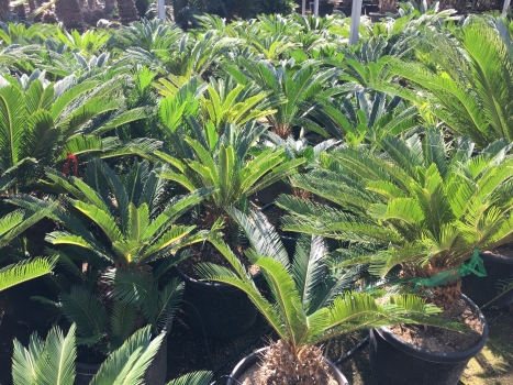 Cycas revoluta 