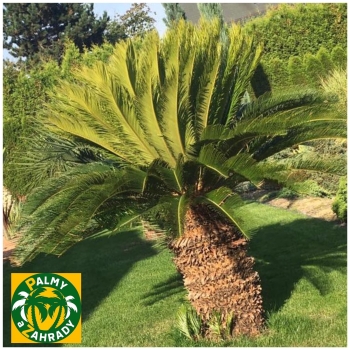 Cycas revoluta 