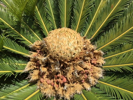 Cycas revoluta 