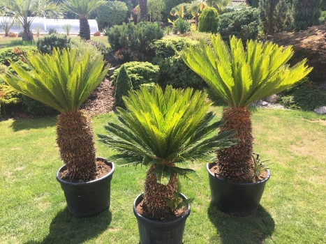 Cycas revoluta 