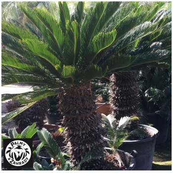 Cycas revoluta 