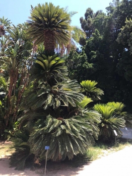 Cycas revoluta 