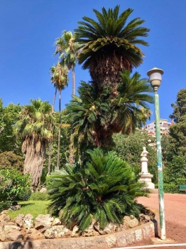Cycas revoluta 