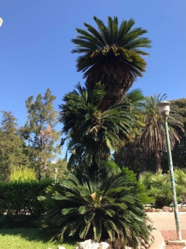Cycas revoluta 