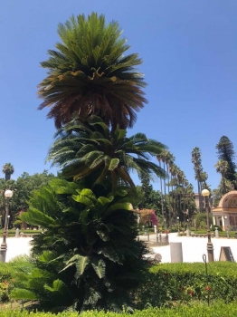 Cycas revoluta 