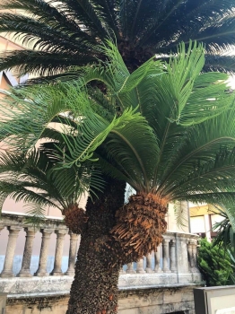 Cycas revoluta 