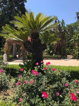 Cycas revoluta 