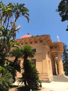 Cycas revoluta 