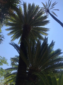 Cycas revoluta 
