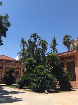 Cycas revoluta 