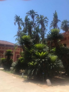 Cycas revoluta 