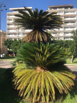 Cycas revoluta 