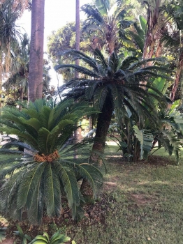 Cycas revoluta 