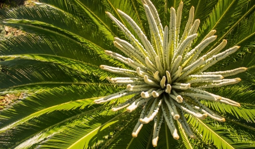 Cycas revoluta 