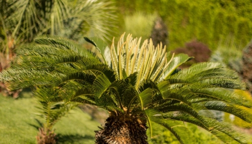 Cycas revoluta 