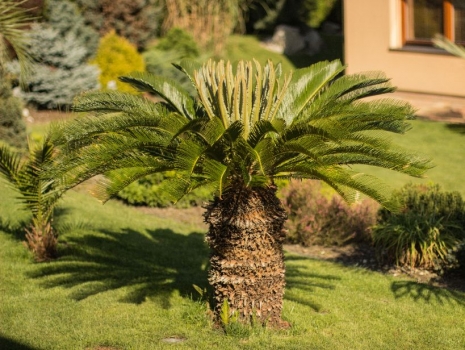Cycas revoluta 