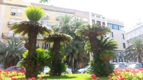 Cycas revoluta 