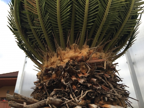 Cycas revoluta 