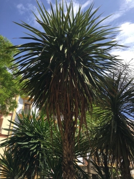 Cordyline australis 
