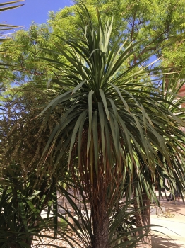 Cordyline australis 