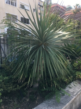 Cordyline australis 