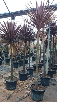 Cordyline australis 