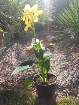 Canna indica 