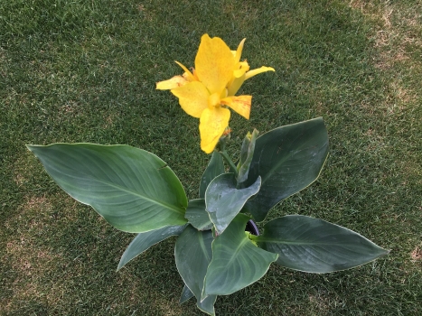 Canna indica 