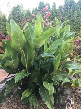 Canna indica 