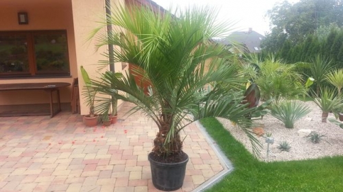 Butia eriospatha 