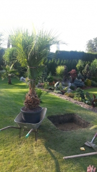Butia eriospatha 