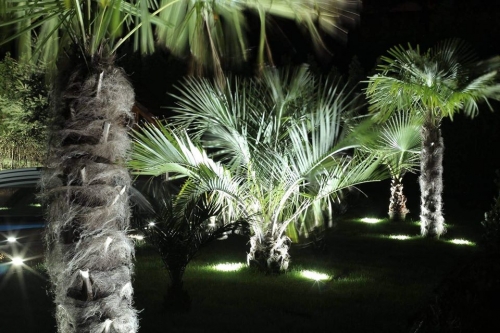 Butia eriospatha 