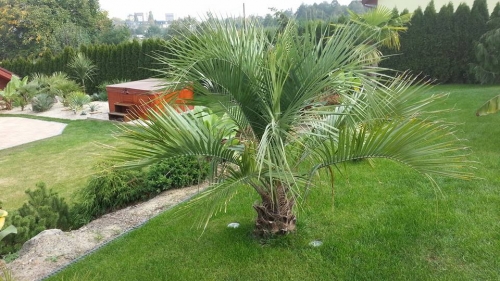 Butia eriospatha 