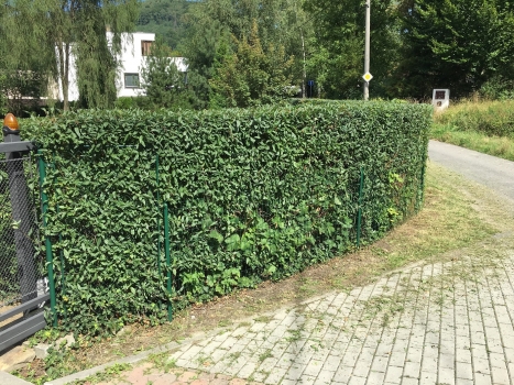 Stříhaní keřů a plotů 