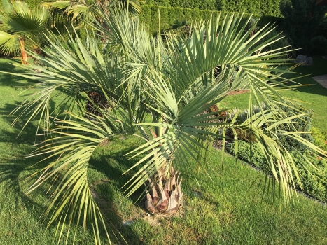 Butia capitata 