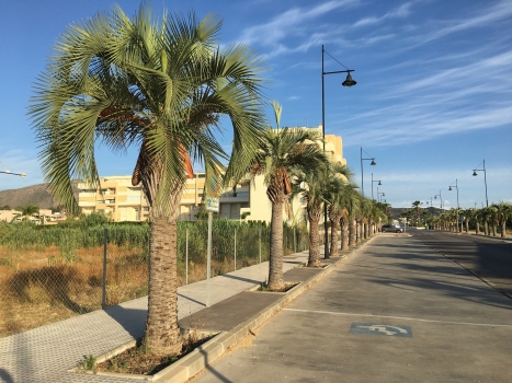 Butia capitata 