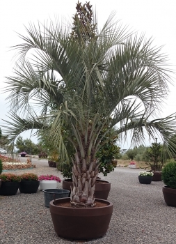 Butia capitata 