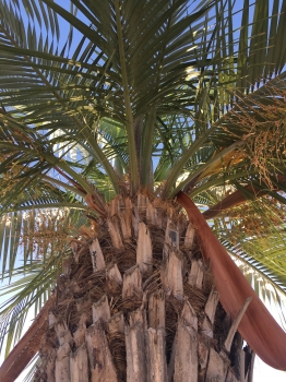 Butia capitata 