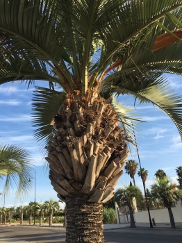Butia capitata 
