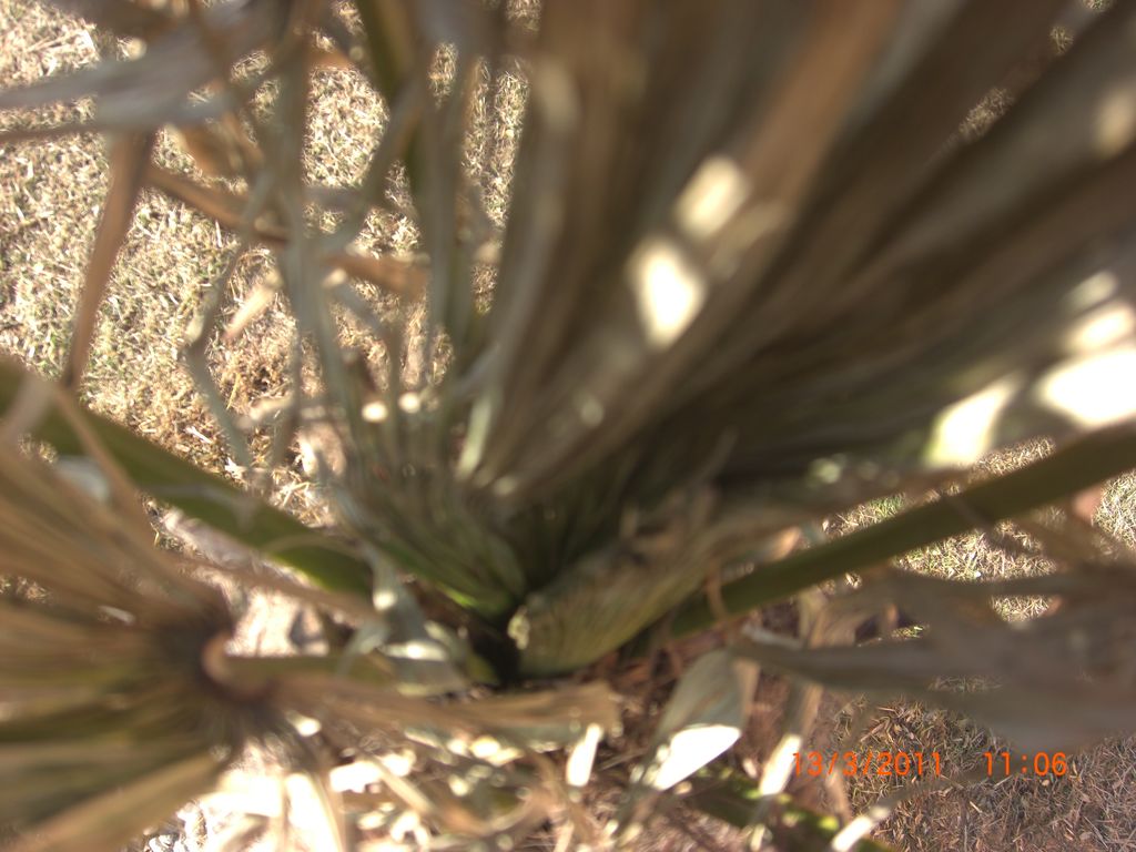 Zahrada 2011 