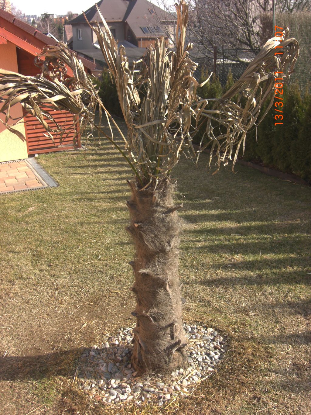 Zahrada 2011 