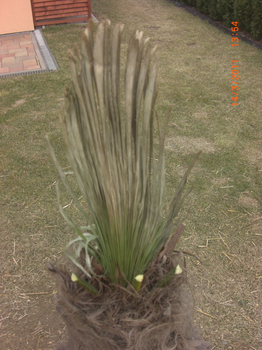 Zahrada 2011 