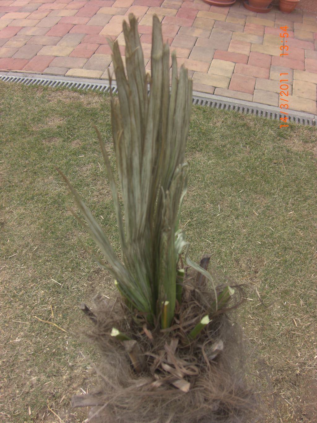 Zahrada 2011 