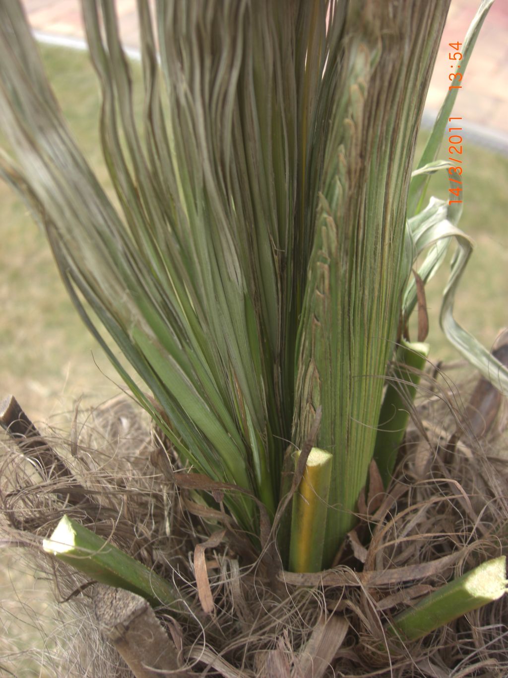 Zahrada 2011 