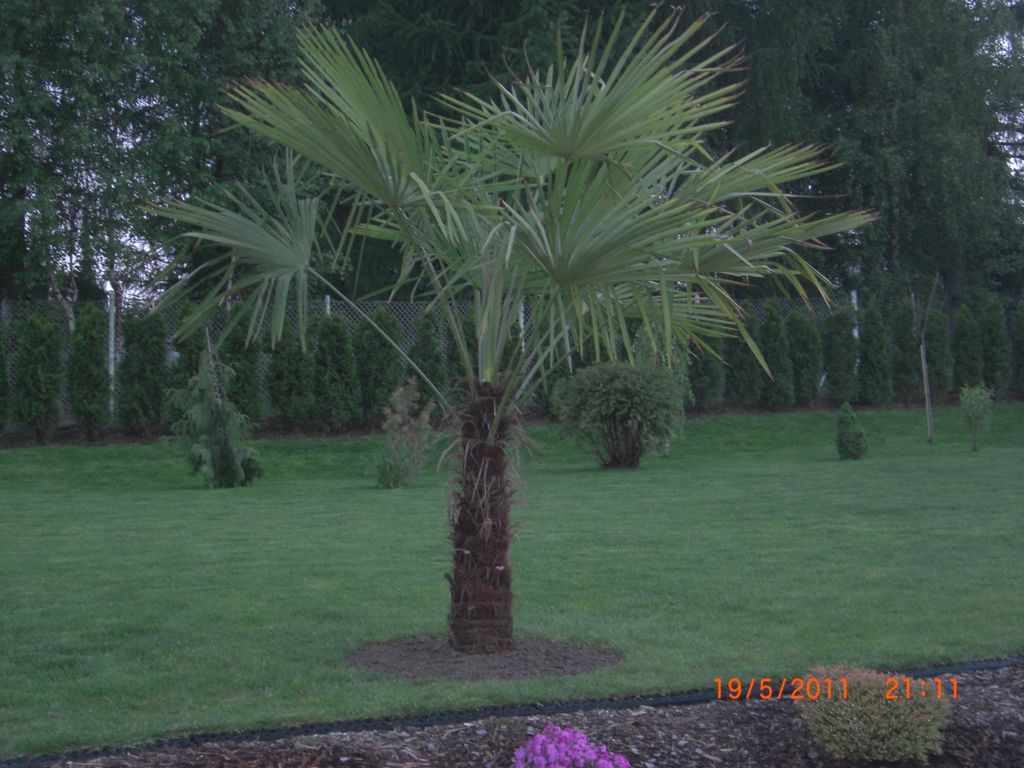 Zahrada 2011 