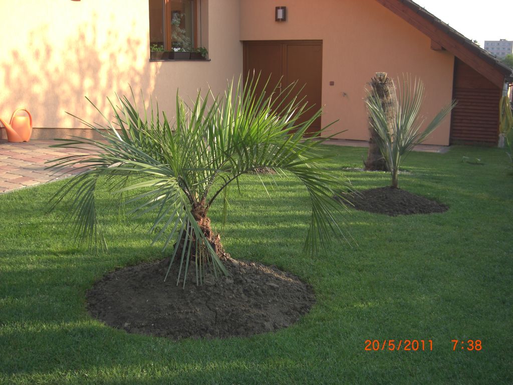Zahrada 2011 