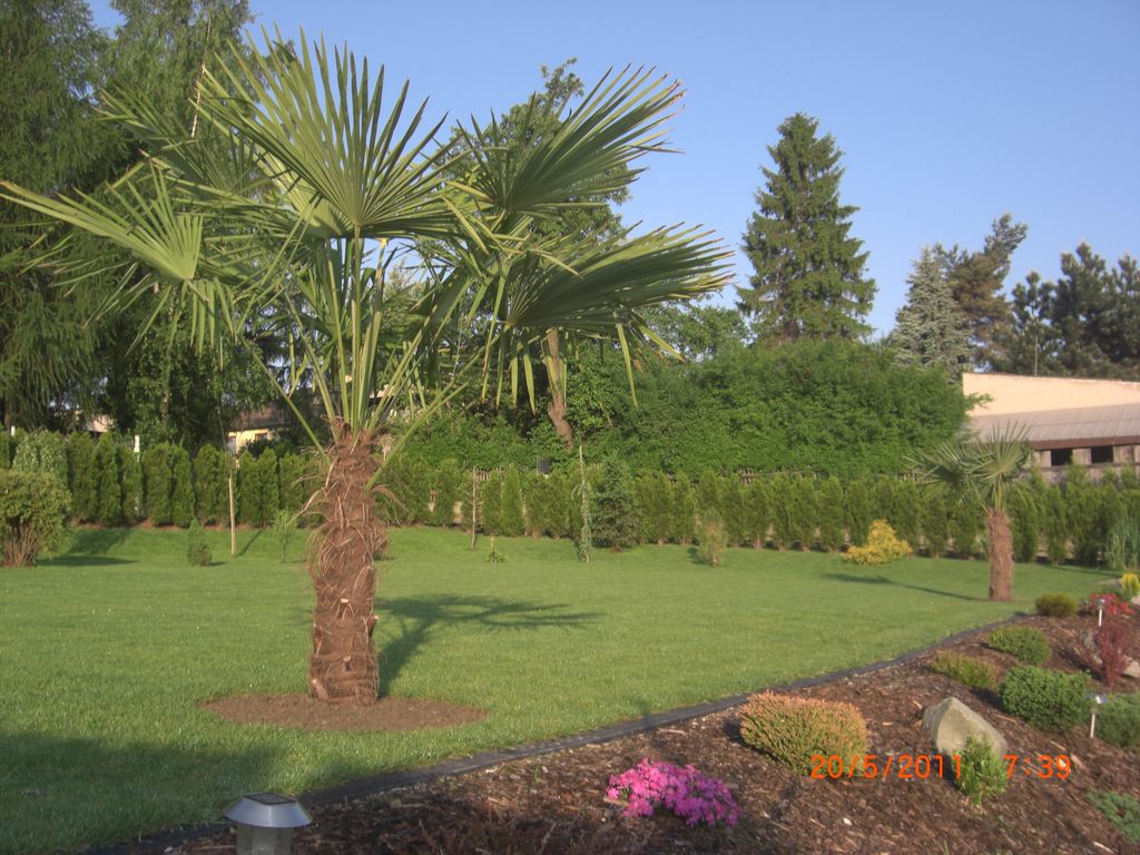 Zahrada 2011 
