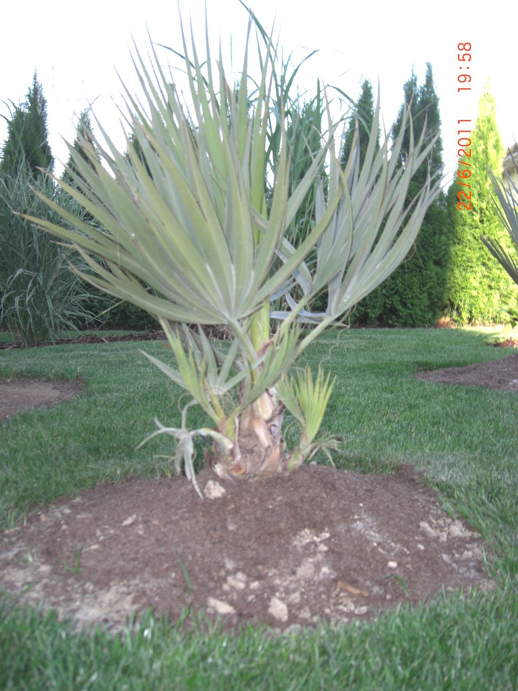 Zahrada 2011 