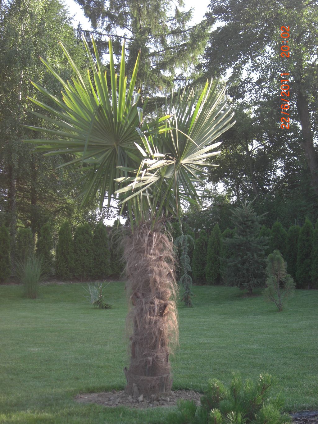 Zahrada 2011 